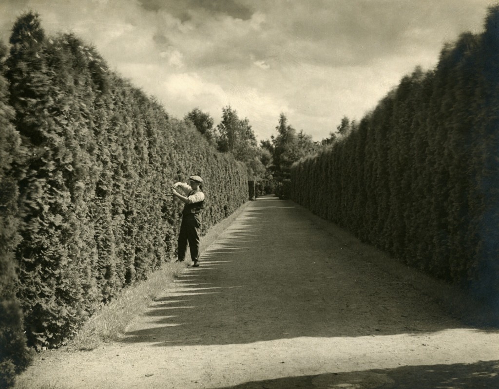 Et andet sted på kirkegården i nærheden af Holmegårdsvej var gartner Peddersen, Lyngby i gang med hækklipningen i det flotte hækrum 1930. Med håndsaks forstås.